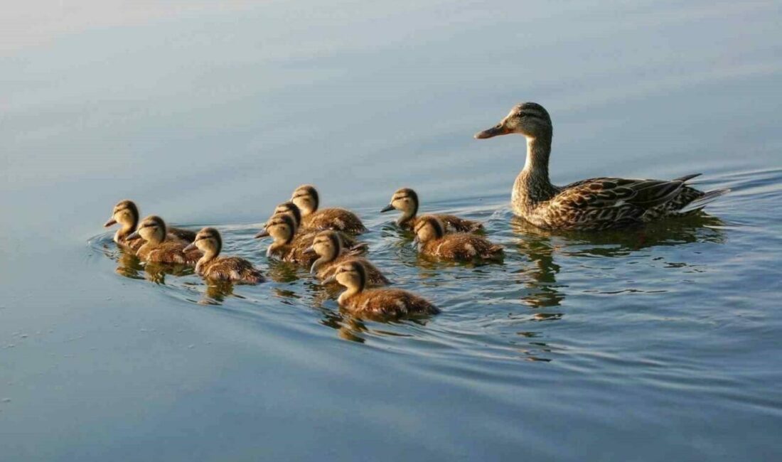 Yaban hayvanlarının üreme dönemine girilmesi ile birlikte 2 Mart 2025