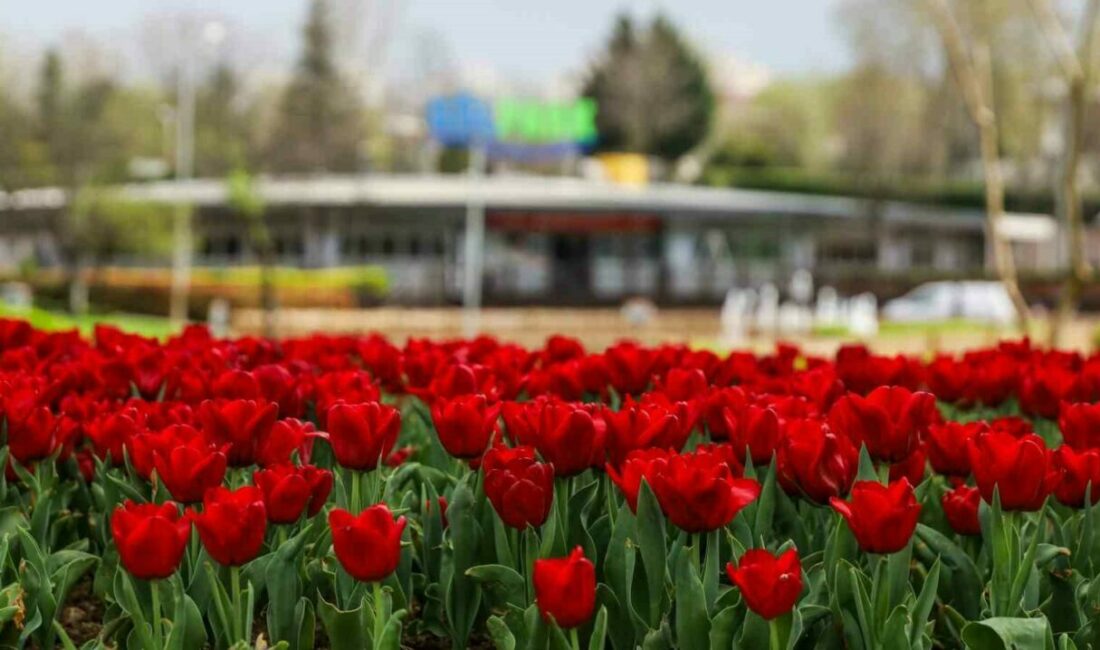 Bursa Büyükşehir Belediyesi ekiplerinin büyük kent parklarına diktiği iki buçuk