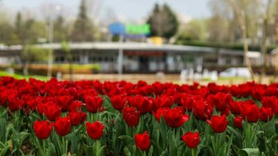 Bursa Büyükşehir Belediyesi ekiplerinin büyük kent parklarına diktiği iki buçuk