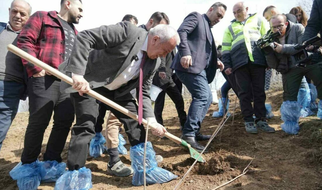 Çiftçiye destek için 6 dekarlık alana ahududu dikildi Bursa’da çiftçiyi tarıma teşvik etmek ve üretimi desteklemek hedefiyle Kadriye