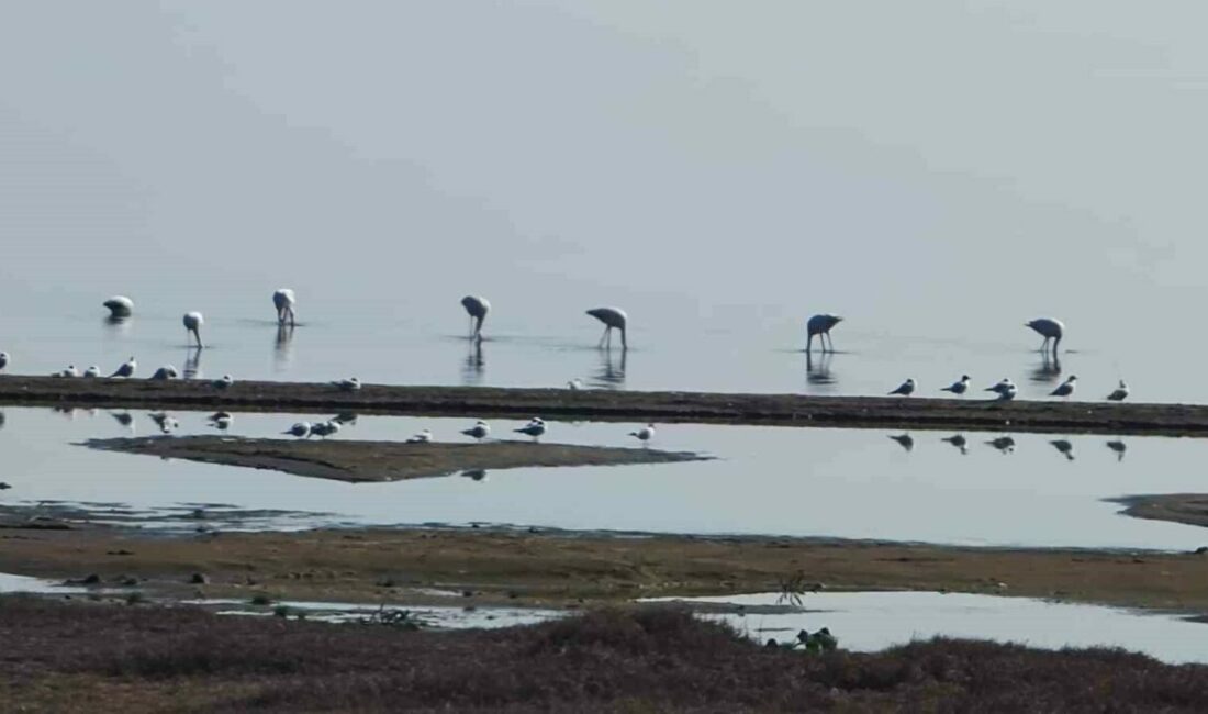 Göç yolundaki flamingolar, İznik Gölü Orhangazi sahilinde mola verdi. Pembe