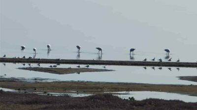 Göç yolundaki flamingolar, İznik Gölü Orhangazi sahilinde mola verdi. Pembe
