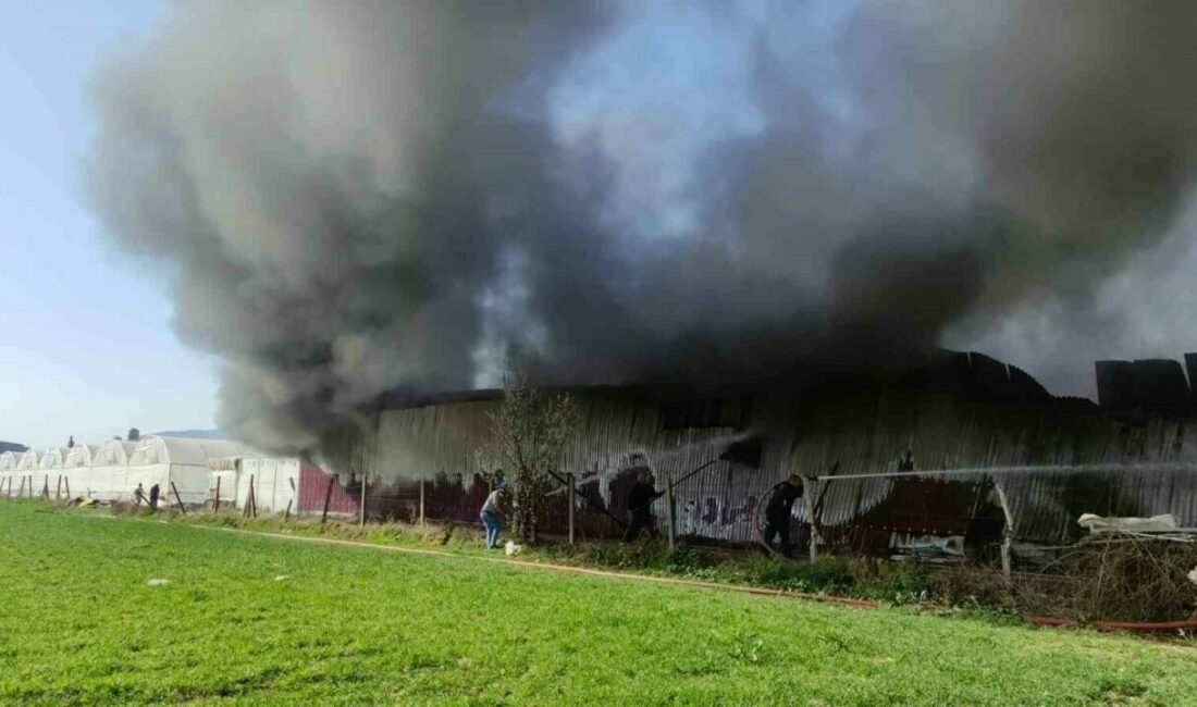 Gül serası alevlere teslim oldu Bursa’nın Orhangazi ilçesinde bir gül serasının paketleme bölümünde yangın çıktı.