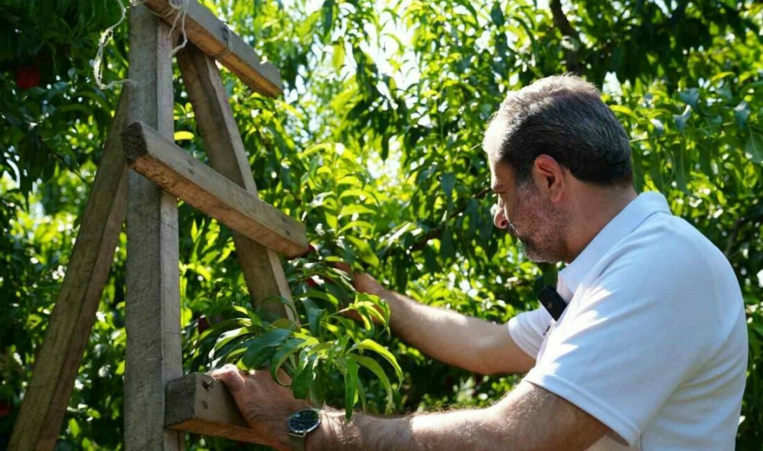 Gürsu Belediyesi ARGE Müdürlüğü’nün, ilçenin tarımını dönüştürecek yeni projesi GÜRTAM,