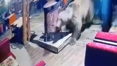 Bursa Uludağ’da bir işletmeye akşam saatlerinde giren ayı masaları devirip