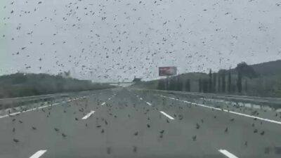 Yüzlerce sığırcık soğuk hava sebebiyle Bursa-İzmir otobanı üzerine kondu. Sığırcıklara
