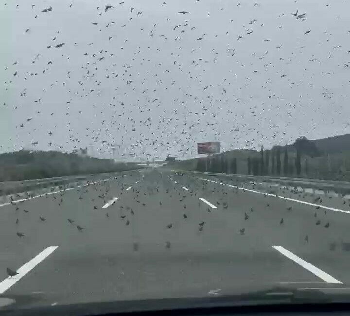 Yüzlerce sığırcık soğuk hava sebebiyle Bursa-İzmir otobanı üzerine kondu. Sığırcıklara