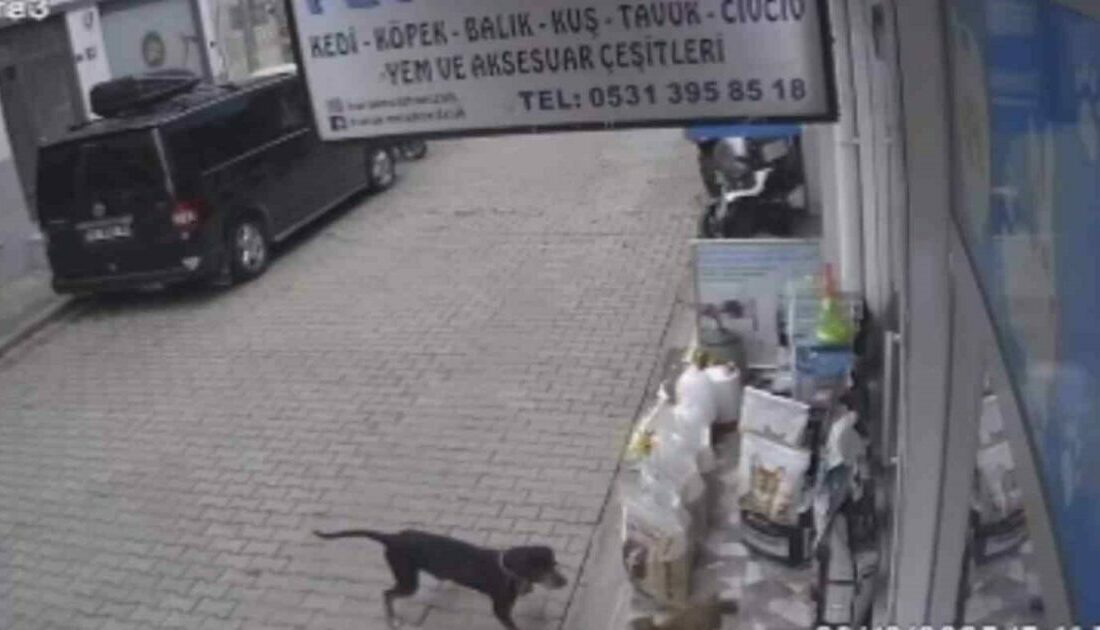 Kediyi kıskanan köpek, mamayı alıp kaçtı Bursa’da bir köpeğin kediyi kıskanıp dolu mama kabını alarak karşı