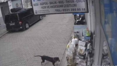 Bursa’da bir köpeğin kediyi kıskanıp dolu mama kabını alarak karşı