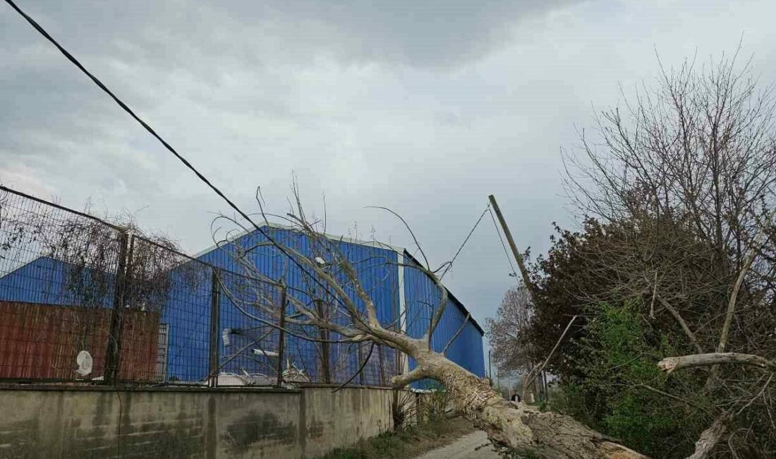 Lodos ağaçları devirdi Bursa’nın İnegöl ilçesinde çıkan lodos ağaçları devirdi. Devrilen ağaç sonucu