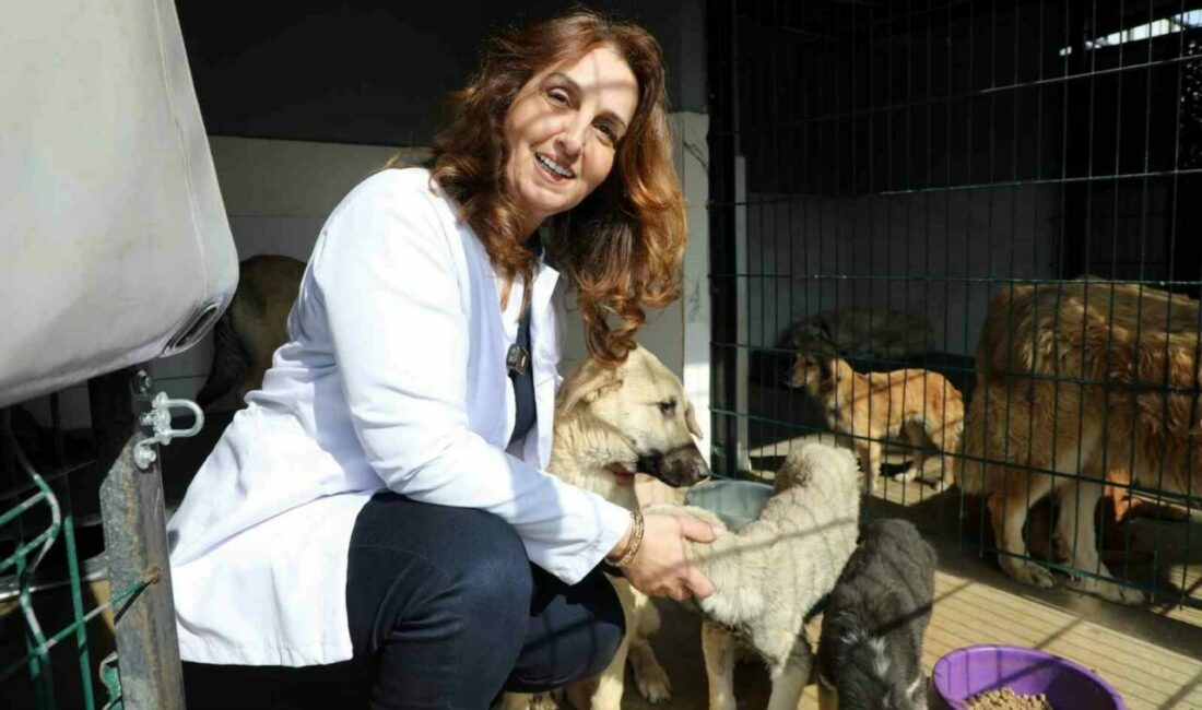 Mudanya’da can dostların maması belediyeden Mudanya Belediyesi’nin mama üretim tesisi sahipsiz hayvanların beslenme ihtiyacını karşılamak