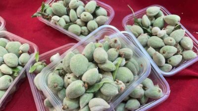 Bursa’da mart ayının ilk haftasında pazar tezgahlarında bin liradan satılan