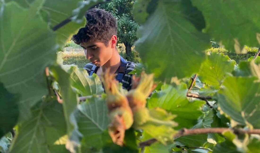 Doğu Karadeniz İhracatçılar Birliğinden (DKİB) alınan bilgilere göre, 2024’ün eylül