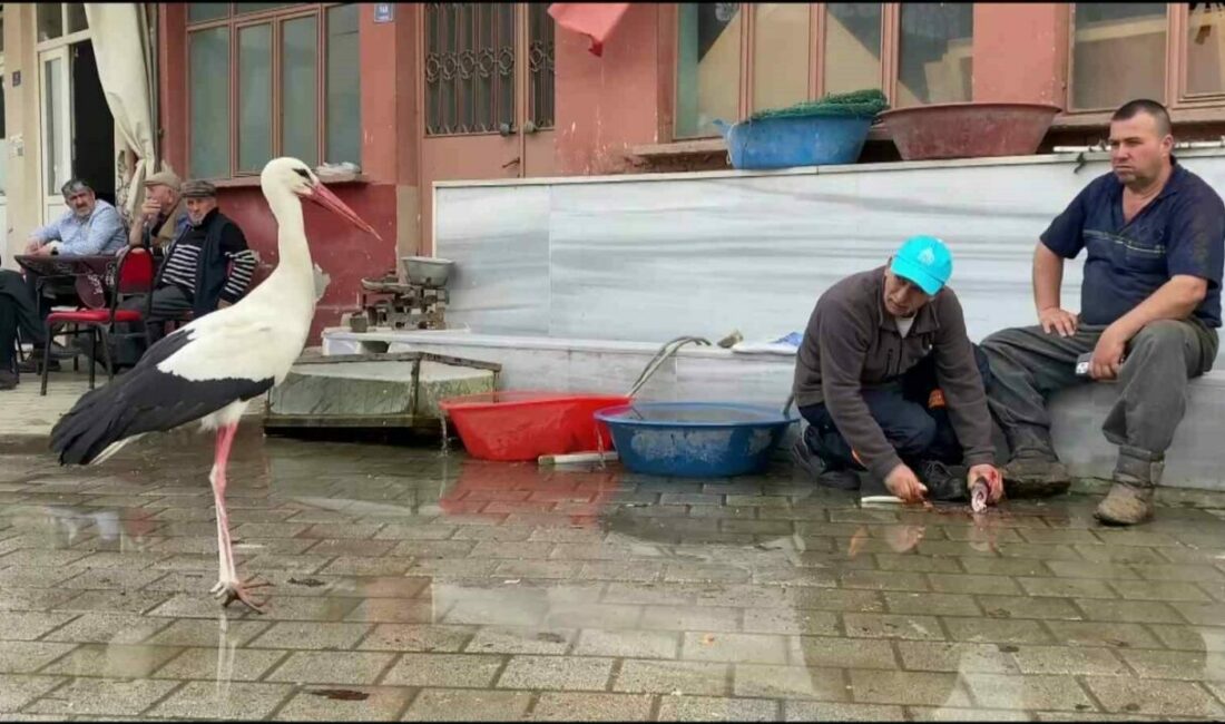 Yaren, diğer leylekleri de alıştırdı Adem amcanın kayığına konarak elinden balık yemek için 14 yıldır