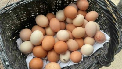 Hem yumurta üretimindeki düşüş hem de ABD’nin agresif ithalatı nedeniyle