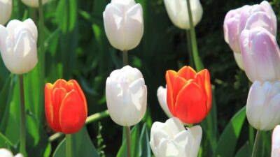 Bursa Büyükşehir Belediyesi'nce dikilen 500 bin lale ve diğer çiçeklerle