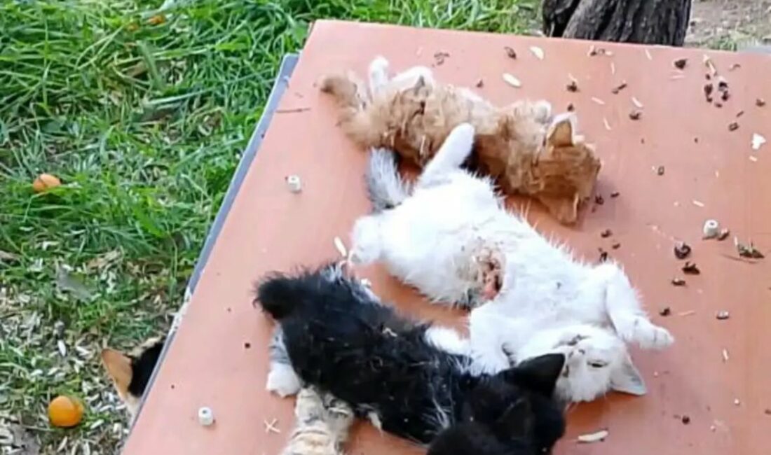 Bursa’da kedi vahşeti Alınan bilgiye göre, Bursa’nın Gemlik ilçesinde yaşayan bir vatandaş, sabah