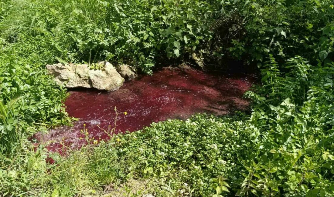 Bursa’da dünyaca ünlü turşuların üretildiği coğrafi işarete sahip Gedelek Köyü’nde