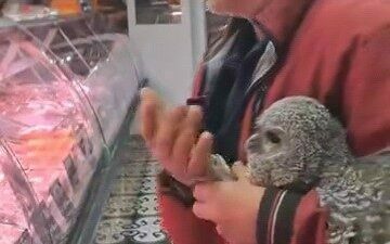 Bursa’nın İnegöl ilçesinde yuvasından düşen yavru baykuşa sahip çıkan vatandaşlar,