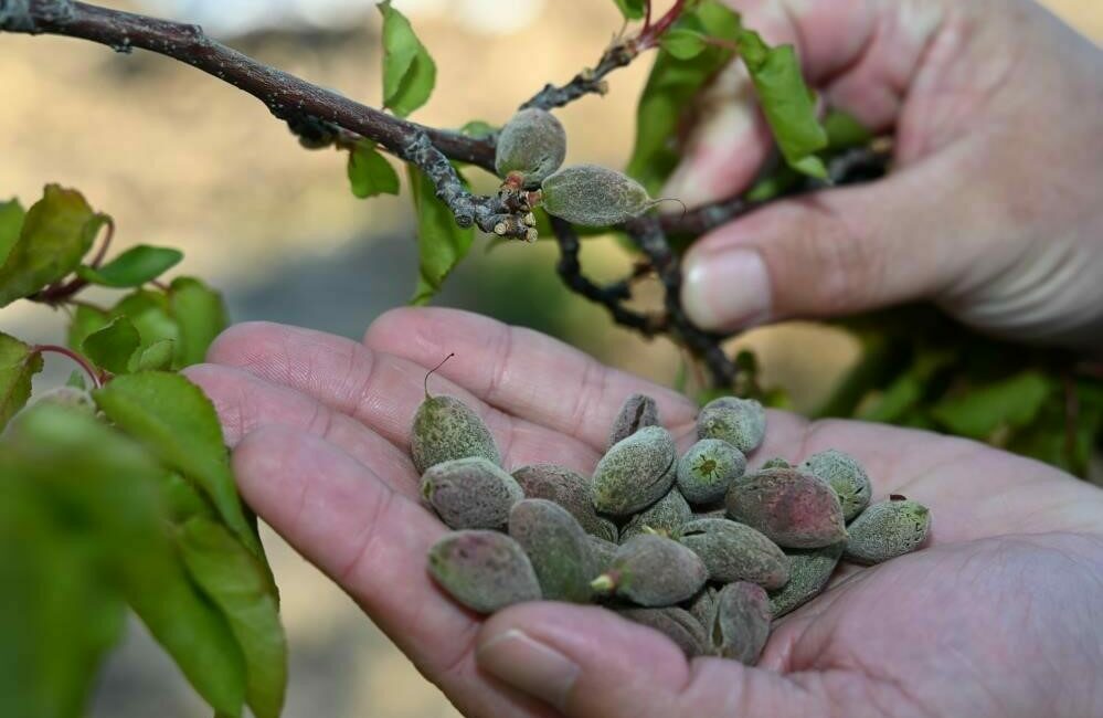 Bursa’da zirai donun faturası ağır olacak Zirai don nedeniyle Bursa’nın bazı ilçelerindeki meyve ağaçlarında yüzde 80’e