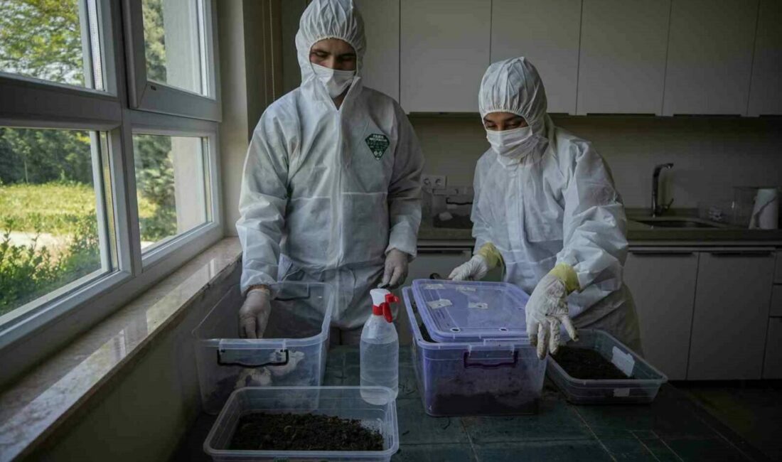 Çam ormanları terminatörlere emanet Laboratuvarda üretilen ve ’terminatör böcek’ diye adlandırılan Calosoma Sycophantalar, ağaçları