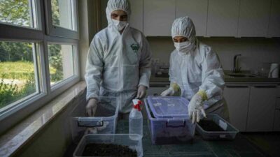 Laboratuvarda üretilen ve ’terminatör böcek’ diye adlandırılan Calosoma Sycophantalar, ağaçları