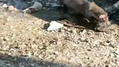 Bursa’nın Gemlik ilçesine bağlı Karacaali Mahallesinde denizden çıkıp gelen su
