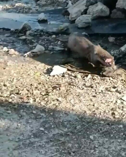 Denizden gelen misafir Bursa’nın Gemlik ilçesine bağlı Karacaali Mahallesinde denizden çıkıp gelen su