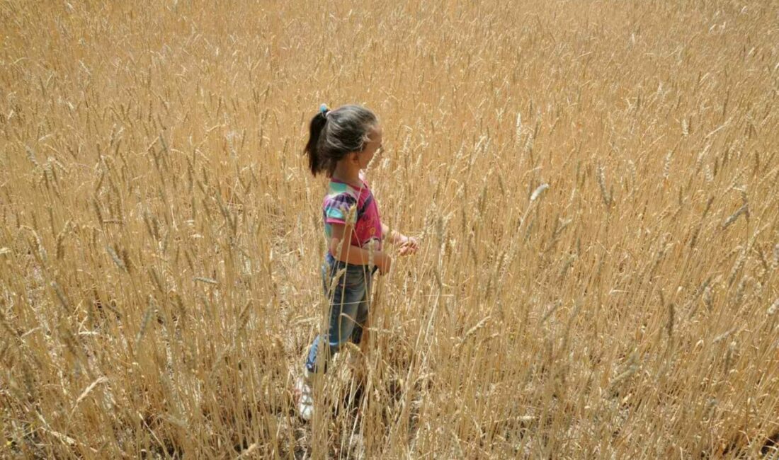 Dünyada artan talep hububat üretimini 62 milyon ton yükseltecek Uluslararası Hububat Konseyine (IGC) göre, 2025 / 2026 sezonunda, dünya