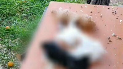 Bursa’nın Gemlik ilçesi sahilinde yavru kediler, kesici aletle katledilmiş halde