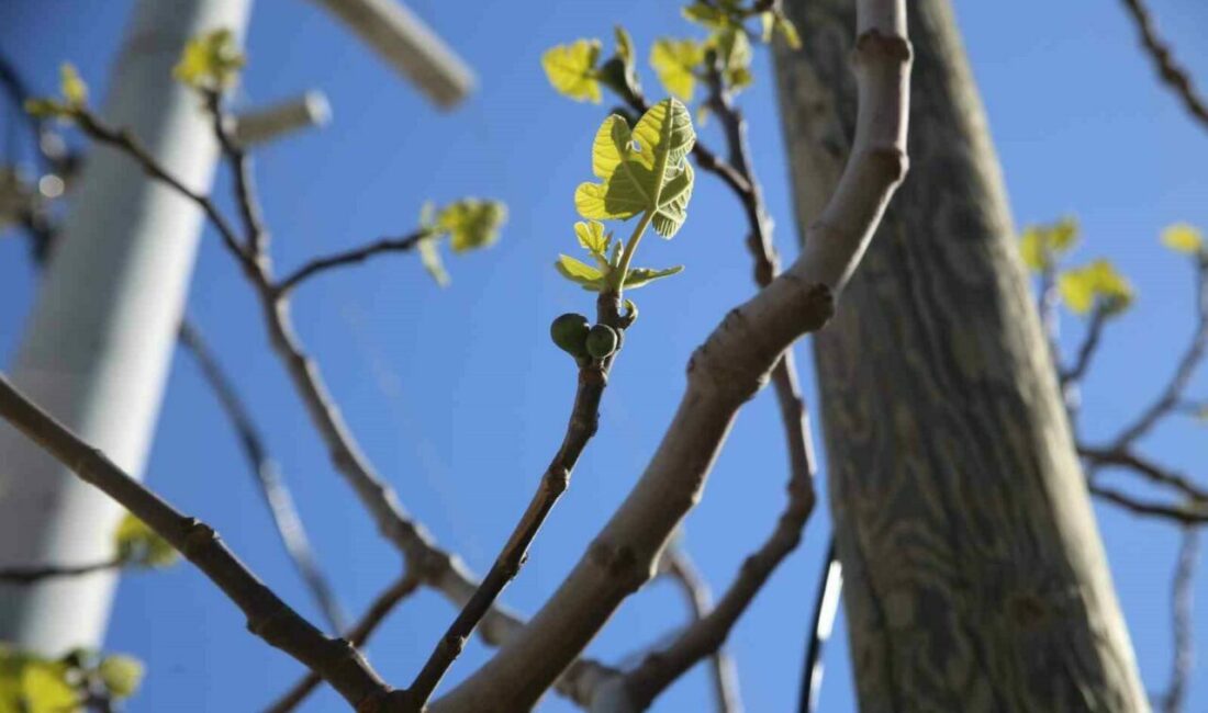 Uludağ Yaş Meyve Sebze İhracatçıları Birliği (UYMSİB) Başkanı Senih Yazgan,