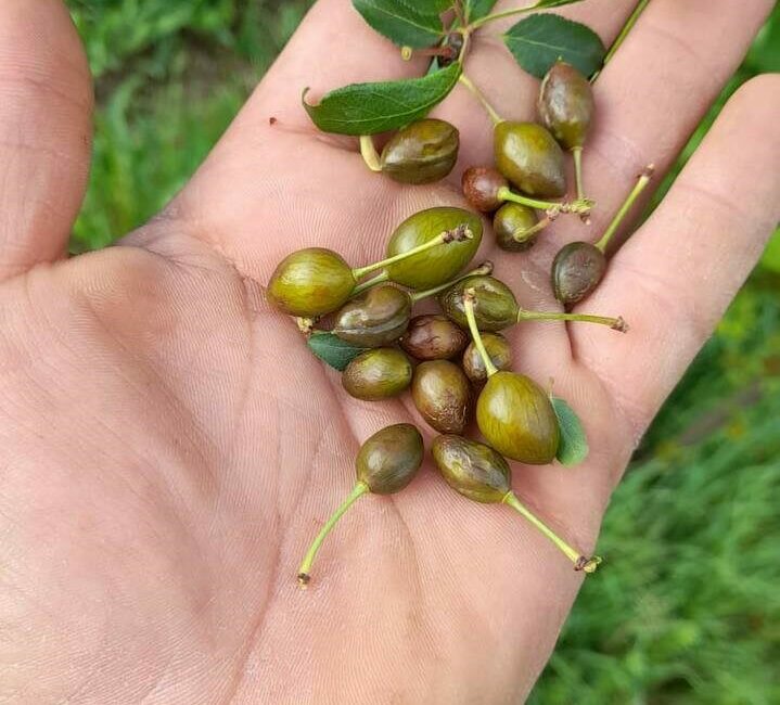 İznik Ovası’nı don vurdu Bursa’nın İznik ilçesinde soğuk hava ve sonrasında yaşanan don meyve