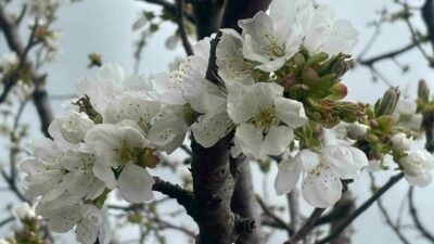 Türkiye’nin en kaliteli ihracatlık kirazının yetiştiği Afyonkarahisar’ın Sultandağı ilçesi ve