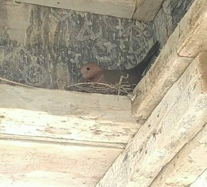 Kuş yuva yaptı, inşaat durdu Bursa’da inşaatın kalıpları arasına yuva yapan kumruyu gören işçiler, inşaatı