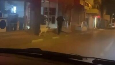 Bursa’da bir vatandaş, eğittiği kuzusunu sokakta dolaştırdı. İlginç anları gören