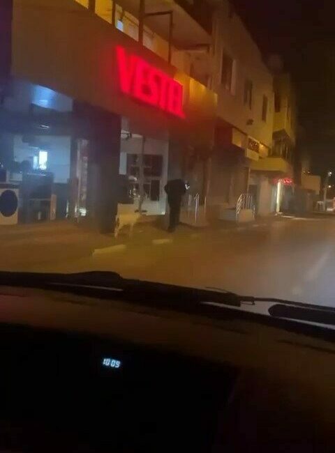 Ne kedi, ne köpek.. Eğittiği kuzusunu dolaşmaya çıkardı Bursa’da bir vatandaş, eğittiği kuzusunu sokakta dolaştırdı. İlginç anları gören