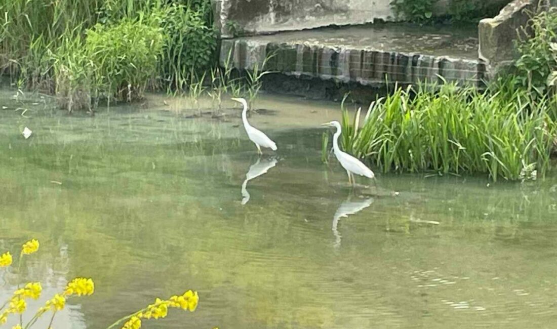 Nilüfer Çayı’nın yolunu şaşıran “ak” misafirleri Bursa’nın Nilüfer ilçesi merkezinden geçen Nilüfer Çayı’nda beslenen iki büyük