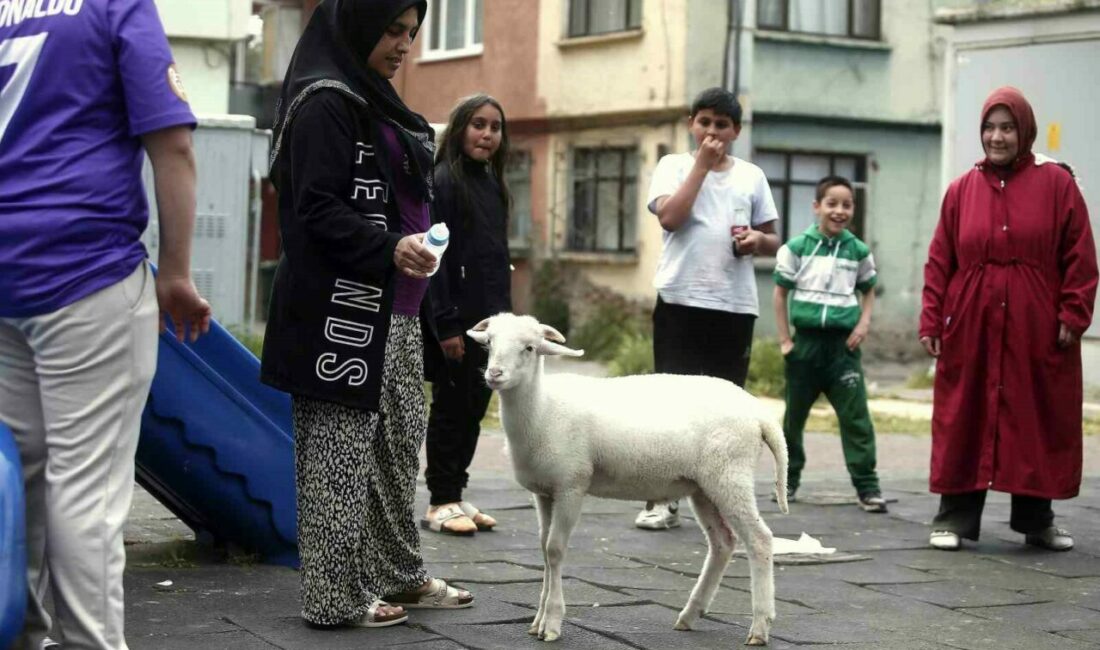 Bursa’nın Osmangazi ilçesinde 3 günlükken aldığı kuzuyu evinde beslemeye başlayan