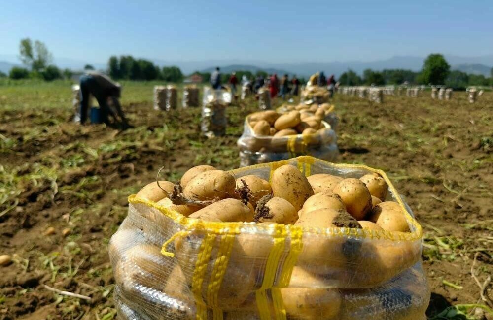 Patates ihracatı 2 ayda 114 kat arttı Türkiye’nin bu yılın ocak-şubat aylarındaki patates ihracatı, geçen yılın aynı