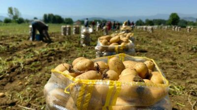 Türkiye’nin bu yılın ocak-şubat aylarındaki patates ihracatı, geçen yılın aynı