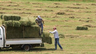 Bursa İli Damızlık Sığır Yetiştiricileri Birliği, saman fiyatlarının 3 ayda