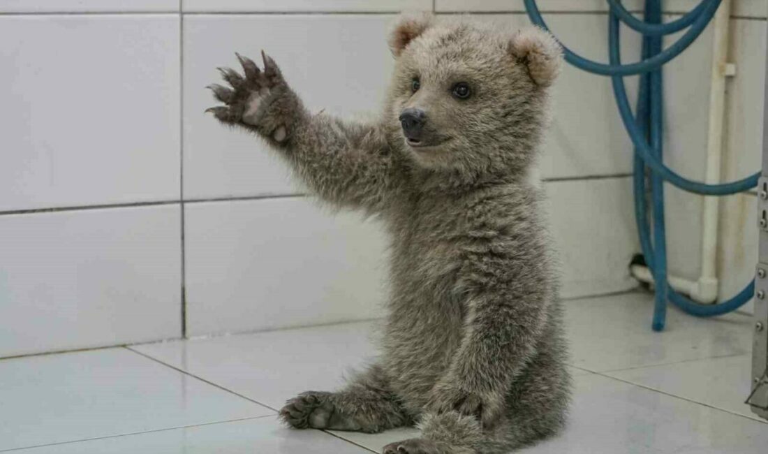 Sevimli yavru ayılar güvenli yuvalarına yerleştirildi “Karabük’te orman işçileri ve Bingöl’de bir çoban tarafından bulunan iki