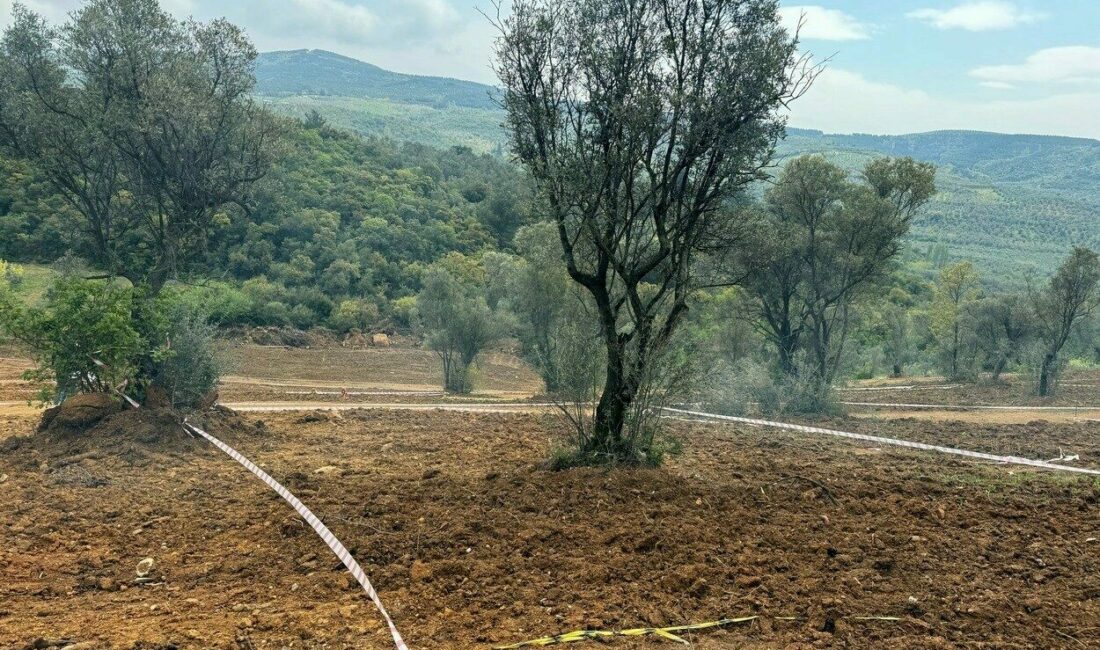 Bursa Mudanya İlçe Kaymakamlığı tarım arazilerini parselleyip, zeytinlerin kesilerek arazi