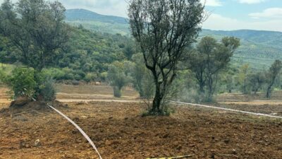 Bursa Mudanya İlçe Kaymakamlığı tarım arazilerini parselleyip, zeytinlerin kesilerek arazi