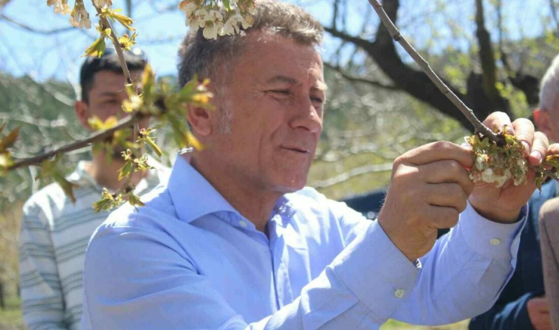 Uludağ’ın güneyi dondu Bursa’da etkili olan zirai don, Uludağ’ın güney yamaçlarında tarımı adeta