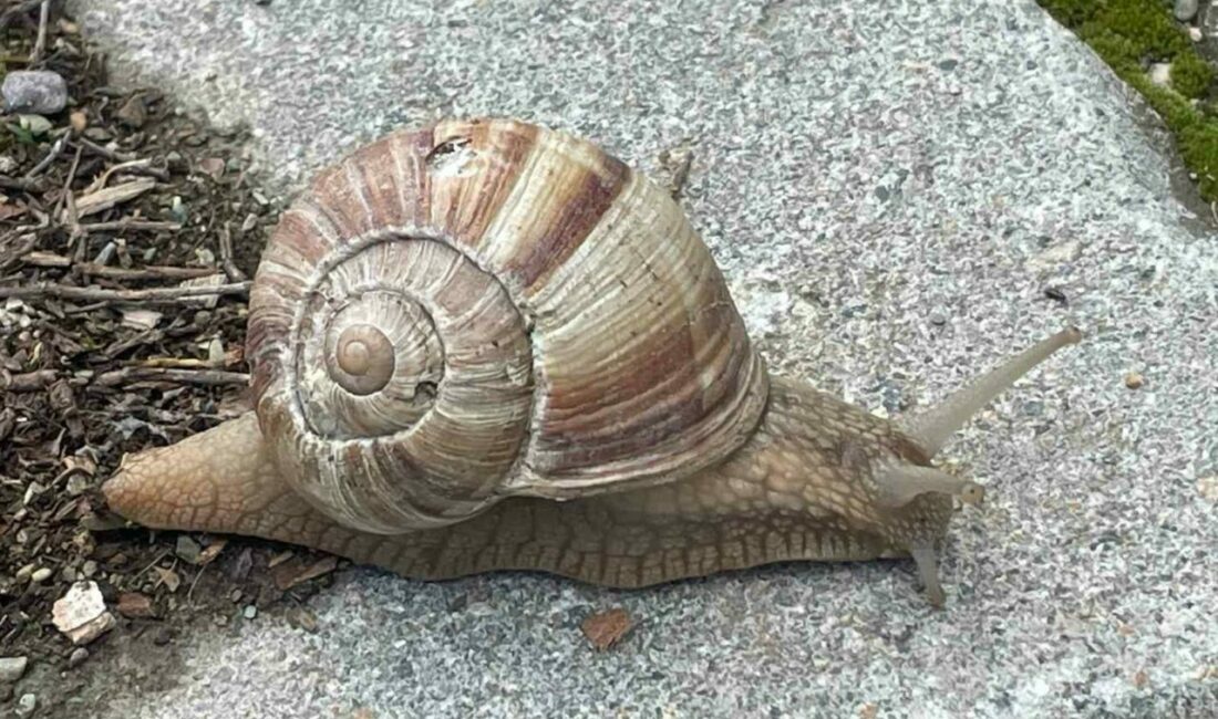 Yumuşayan topraktan çıkmaya başladı; kilosu 35 liradan satılıyor. Bahar aylarında yumuşayan topraktan çıkmaya başlayan salyangozlar, birçok kişi tarafından