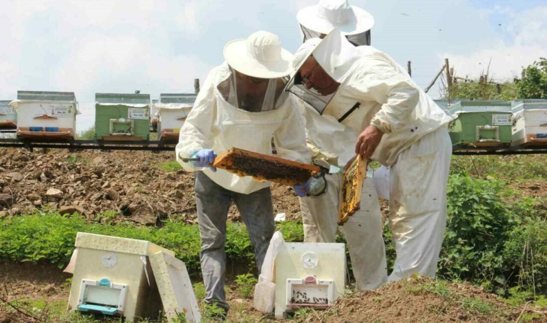 Türkiye Arı Yetiştiricileri Merkez Birliği (TAB) Başkanı Ziya Şahin, zirai