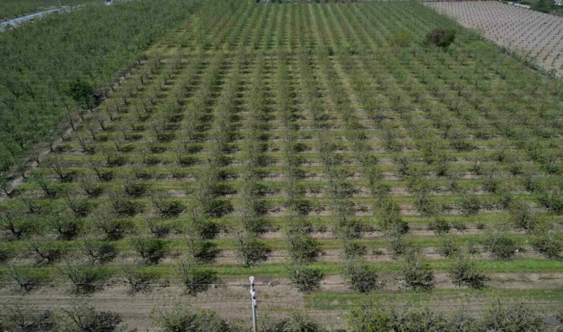 Bursa’nın Gürsu Ziraat Odası Başkanı Kamil Dönmez, Bursa ve birçok