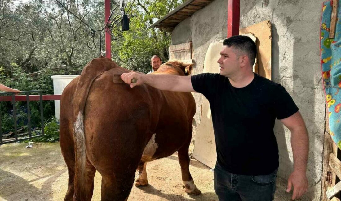 1 ton 200 kiloluk kurbanlık, araba fiyatına alıcısını bekliyor Kurban Bayramı’na günler kala Bursa’nın İznik ilçesinde bir besi çiftliğinde