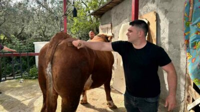 Kurban Bayramı’na günler kala Bursa’nın İznik ilçesinde bir besi çiftliğinde